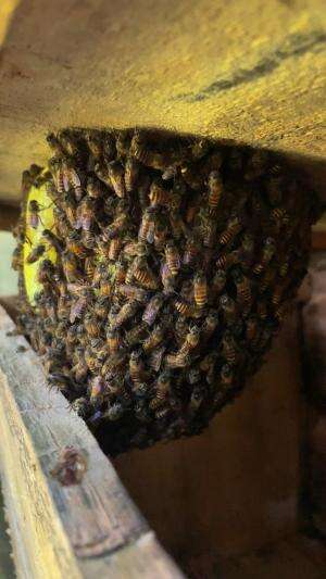 Hotel lebah madu liar