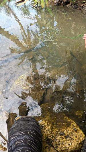 teknik menangkap udang #mancing #fishing #shrimp #udang #nelayan #laut #jaring #ikan #reelsviral #animals #skill #fyp #trending