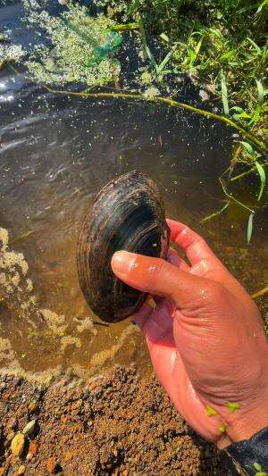 Berburu kerang air tawar