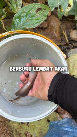 Berburu di sungai kecil
