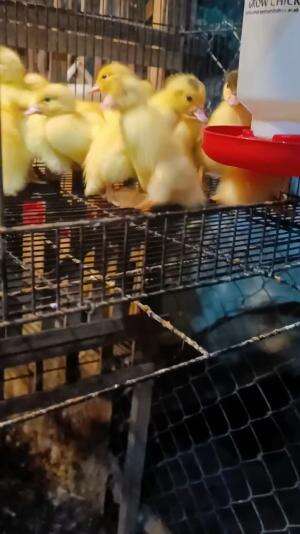 Launching anakan nih 