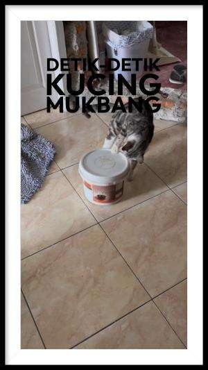 Detik - detik Kucing Mukbang