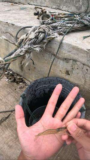 dapet yg babon #udang #nelayan #laut #jaring #ikan #fbpro #reels #reelsviral #duniaikan #skils #fyp #trending