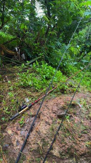 Surgannya ikan ditemukan