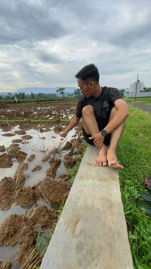 Capung di sawah