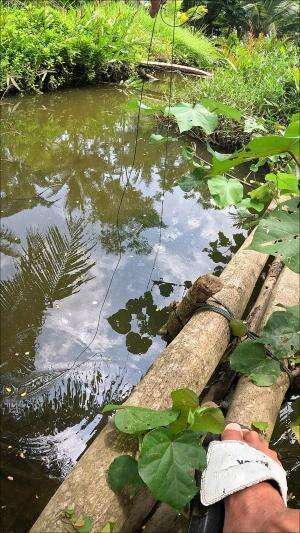 angkat perangkap udang isinya ada lumayan ??