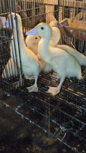 Bimbang bollo  #peternakindonesia
 #peternakmuda #menthokjumbo #muscovyduck