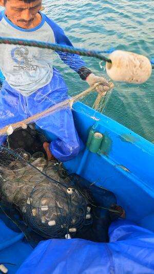 jaring khusus nangkap udang #fishing #traditional #usa #usareels #UnitedStates #unitedkingdom #denmark #canada