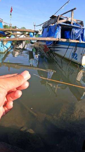 cara gacor buat mancing udang