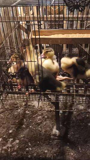 Hari Sabtu Yang Cerah.. Calon calon materi entok dier tahun depan  #peternakmuda #menthokjumbo #muscovyduck