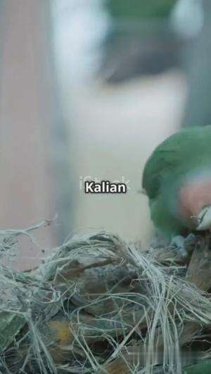 Fakta unik burung lovebird  #trending #shortplus 