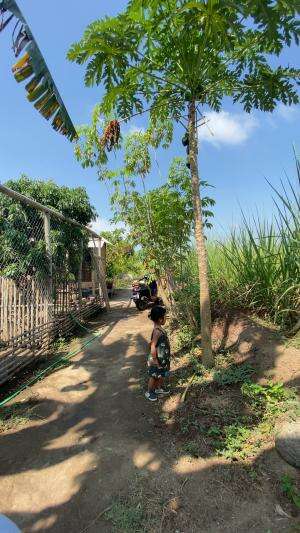 Situasi kandang siang ini #peternakmuda #menthokjumbo #muscovyduck