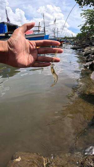 teknik menangkap udang #mancing #fishing #shrimp #udang #nelayan #laut #jaring #ikan #reelsviral #animals #skill #fyp #trending