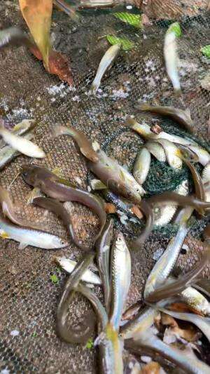 Cuma pakai umpan nasi bisa panen ikan