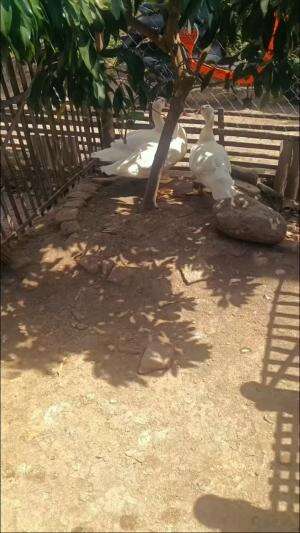 Gak sia sia kan nanem pohon di dalam kandang buat neduh mentok jumbo postur tegap wkwkwk  #peternakmuda  #menthokjumbo #muscovyduck