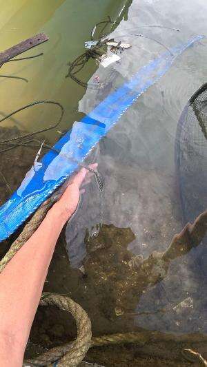 mau kabur🤣 #udang #nelayan #laut #jaring #ikan #fbpro #reels #reelsviral #duniaikan #skils #fyp #trending