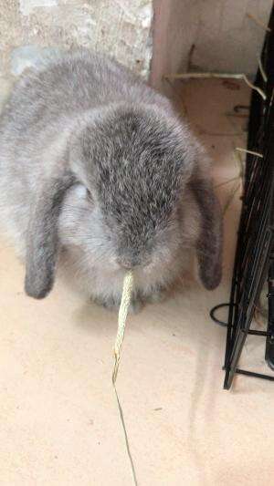 kelinci mam #rabbit #kelinci #hollandlop