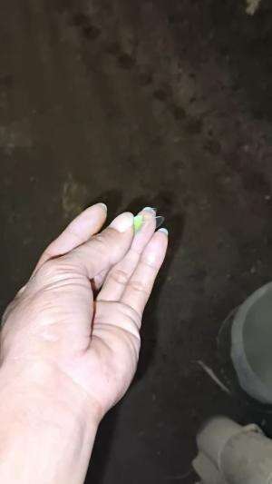 Guyonan malam ini 😂 #peternakmuda #menthokjumbo #muscovyduck