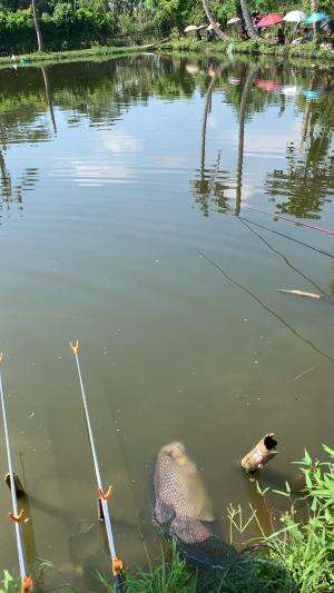 Ini penampakan mosnter ikan gurami