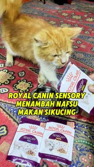 Yuk kasih makan kucingmu royal canin sensory, agar sikucing bisa merasakan berbagai macam tekstur unik dan sensasi makanan. Dan bisa menamba