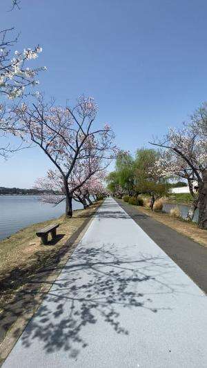 jalan jalan  #sakura  #japan  #magang  #dailyvlog  #entertainment 