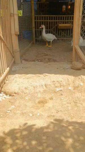 Dimata penghobi, seperti ini tuh sangat menyenangkan hati  #perternakmuda #menthokjumbo #muscovyduck