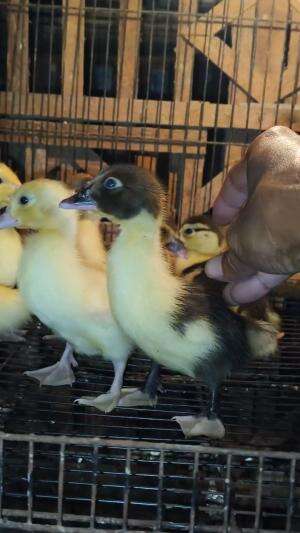 ? “opo ee, mbrebegi wae” beriisik ?  #peternakmuda #menthokjumbo #muscovyduck