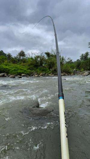 Baru berangkat mancing lanfsung disambar ikan predator