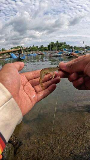 teknik mancing tradisional #fishing #shrimp #fish #sea #traditional #usareels #UnitedStates #reelsviral #skils #fyp #trending