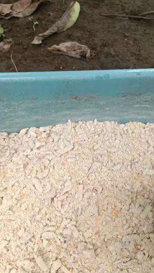 Ransum pakan andalan Kandang Anggoro Kasih #peternakmuda #menthokjumbo #muscovyduck