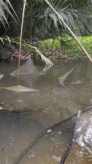 Mehancau dapat ikan biawan