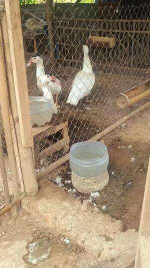 Sold Out usia 2 bulan 25 hari, Pj. 99 cm Bb. 4.4 kg #peternakmuda #menthokjumbo #muscovyduck