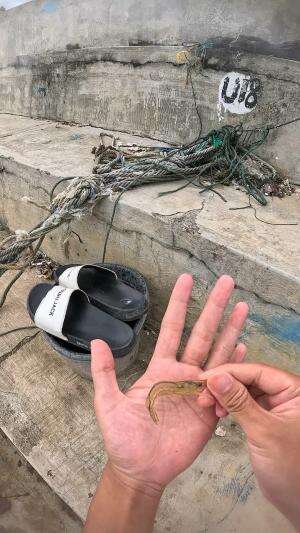 gampang lepas #udang #nelayan #laut #jaring #ikan #fbpro #reels #reelsviral #duniaikan #skils #fyp #trending