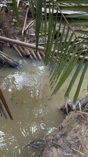 Disini surganya ikan