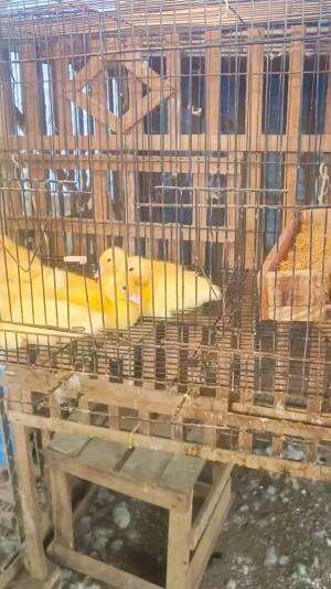 Sinau Bareng, bersihkan 2 hari sekali & jarak kandang dari permukaan tanah harus diperhatikan mencegah mata berair pada menthok yang batu me