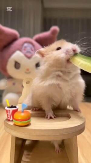 ASMR HAMSTER #animalworld #amazinganimals #macaque #mokey 