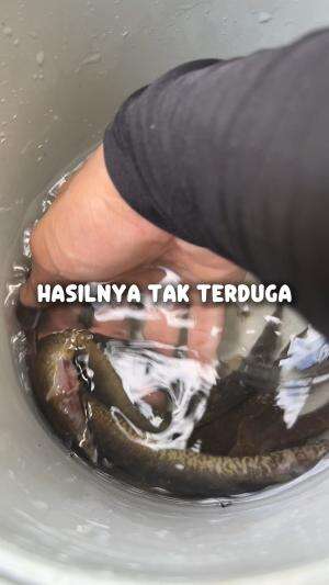 Lumayan banyak dapatnya #cariikan
