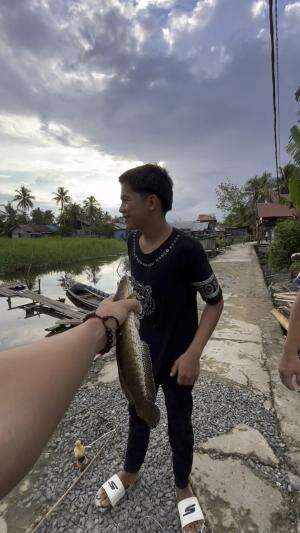 Dapat ikan haruan bini