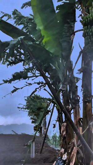 Menemukan ikan lele dibawah jembatan 