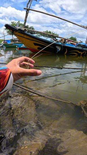 cara mudah nangkap udang #mancing #fishing #shrimp #udang #nelayan #laut #jaring #ikan #reelsviral #animals #skill #fyp #trending