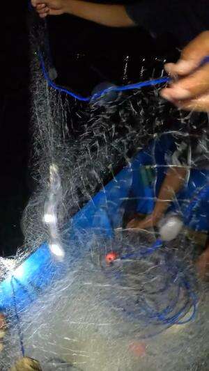 wah dapet ikan layur lumayan babon