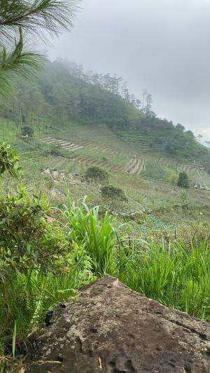 MAIN DI KEBUN MAWAR DAN SAYURAN GUBIS PUNCAK PERANTUNAN BANDUNGAN