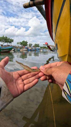 wow besar banget #mancing #fishing #shrimp #udang #nelayan #laut #jaring #ikan #reelsviral #animals #skill #fyp #trending