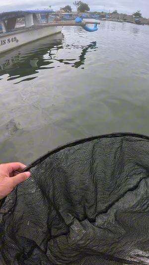 udang putih #udang #nelayan #laut #jaring #ikan #fbpro #reels #reelsviral #duniaikan #skils #fyp #trending