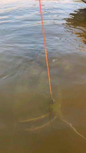 Berburu pele terbesar disungai