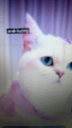 Anak kucing  #Kucing  #kucingoyen  #kucinglucu  #duniakucing  #Kucing Palestina 