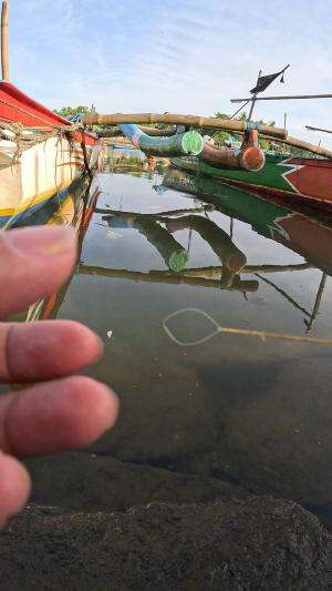 tutorial mancing udang #mancing #fishing #shrimp #udang #nelayan #laut #jaring #ikan #reelsviral #animals #skill #fyp #trending