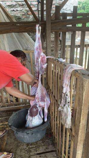 Sembeleh kambing aqiqah sodara2ku???