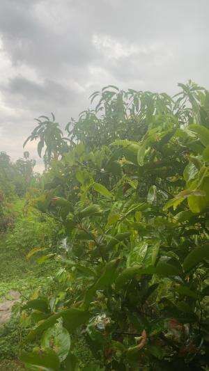 Akhirnya area Kandang Anggoro Kasih diguyur hujan , Alhamdulilah berkah