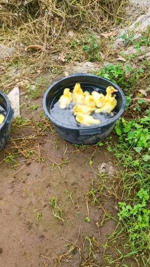 Sebelum rilis harus dimandikan dan dijemur dulu bolo